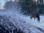 Isolerende vacht IJslander december 